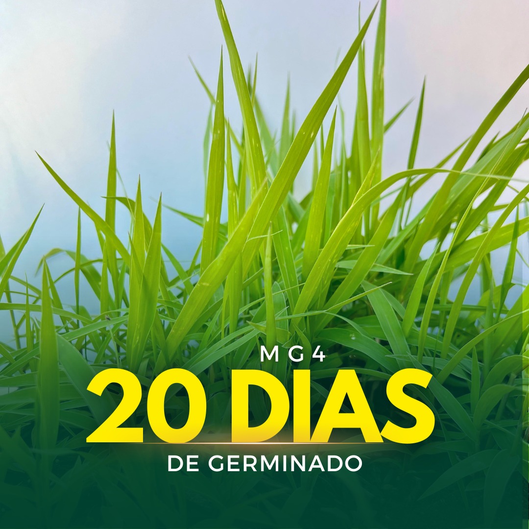 Sementes de Capim MG-4 - (Brachiaria Brizantha MG-4) - Sacas de 10KG Peletizadas