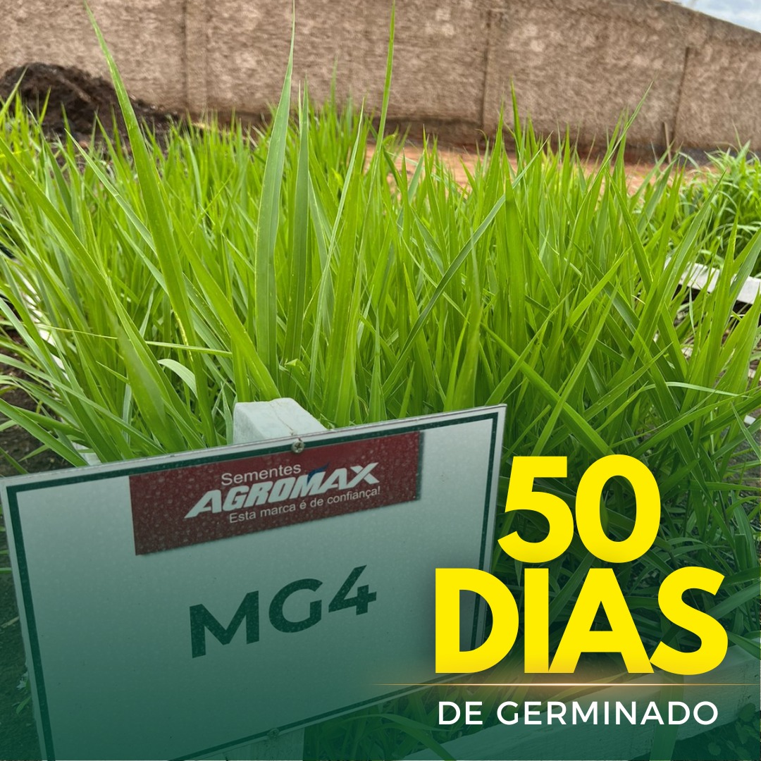 Sementes de Capim MG-4 - (Brachiaria Brizantha MG-4) - Sacas de 10KG Peletizadas
