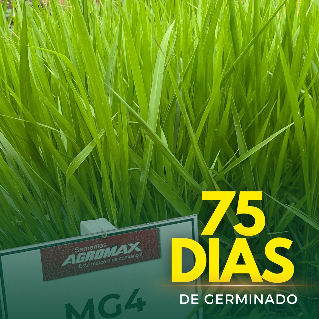Sementes de Capim MG-4 - (Brachiaria Brizantha MG-4) - Sacas de 10KG Peletizadas
