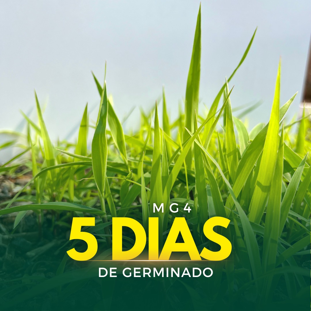 Sementes de Capim MG-4 - (Brachiaria Brizantha MG-4) - Sacas de 10KG Peletizadas