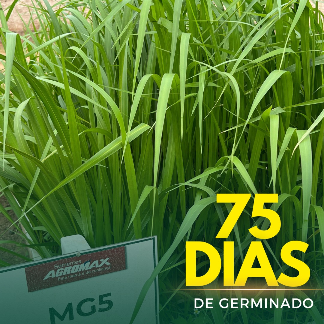 Sementes de Capim MG-5 - (Brachiaria MG-5 = Xaraés = Toledo) - Sacas de 10KG Peletizadas