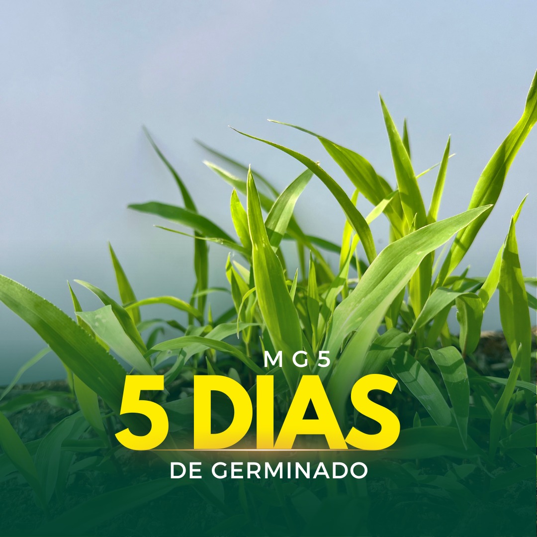 Sementes de Capim MG-5 - (Brachiaria MG-5 = Xaraés = Toledo) - Sacas de 10KG Peletizadas
