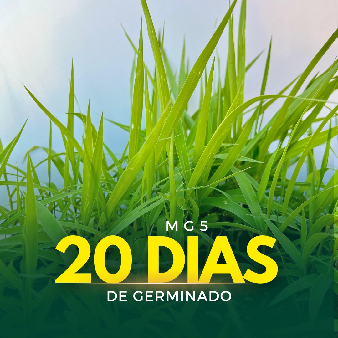 Sementes de Capim MG-5 - (Brachiaria MG-5 = Xaraés = Toledo) - Sacas de 10KG Peletizadas