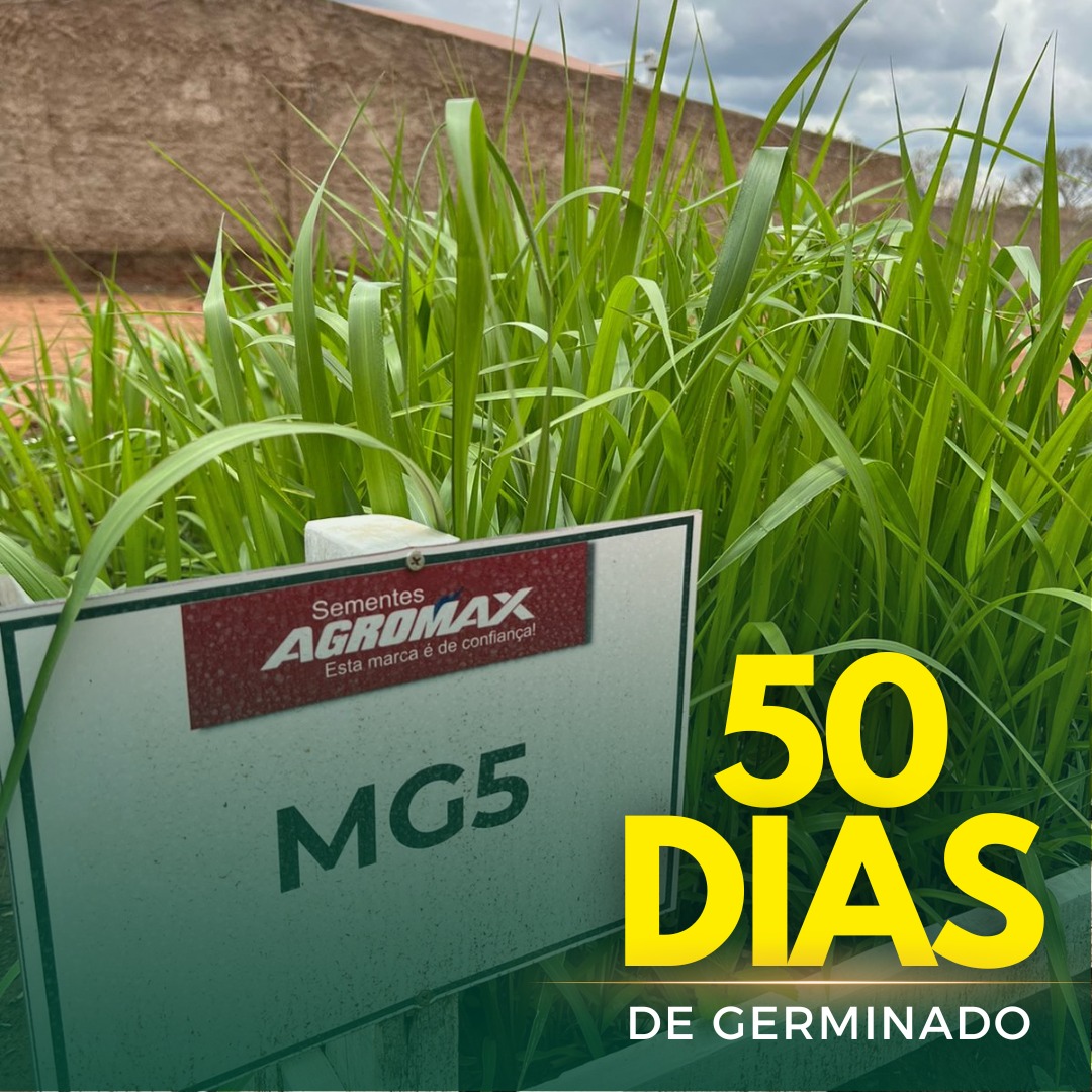 Sementes de Capim MG-5 - (Brachiaria MG-5 = Xaraés = Toledo) - Sacas de 10KG Peletizadas