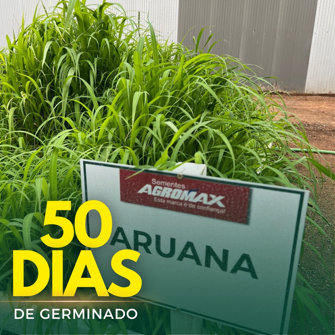 Sementes de Capim Aruana ( Panicum Maximum Aruana) Sacas de 10KG Peletizadas