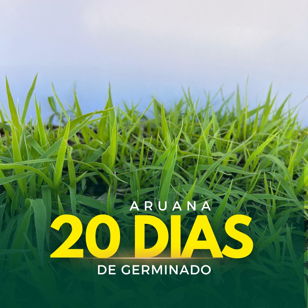 Sementes de Capim Aruana ( Panicum Maximum Aruana) Sacas de 10KG Peletizadas