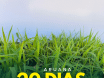 Sementes de Capim Aruana ( Panicum Maximum Aruana) Sacas de 10KG Peletizadas