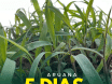 Sementes de Capim Aruana ( Panicum Maximum Aruana) Sacas de 10KG Peletizadas