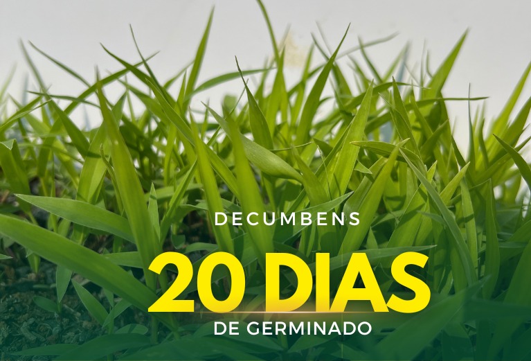 Sementes de Capim Decumbens - (Brachiaria Decumbens Basilisk) - Sacas de 10KG Peletizadas
