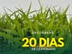 Sementes de Capim Decumbens - (Brachiaria Decumbens Basilisk) - Sacas de 10KG Peletizadas