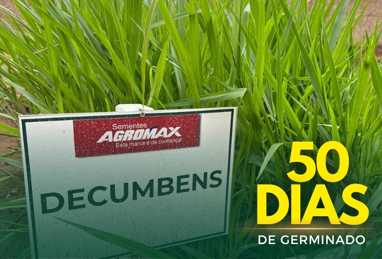 Sementes de Capim Decumbens - (Brachiaria Decumbens Basilisk) - Sacas de 10KG Peletizadas