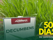Sementes de Capim Decumbens - (Brachiaria Decumbens Basilisk) - Sacas de 10KG Peletizadas