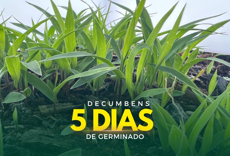 Sementes de Capim Decumbens - (Brachiaria Decumbens Basilisk) - Sacas de 10KG Peletizadas