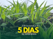 Sementes de Capim Decumbens - (Brachiaria Decumbens Basilisk) - Sacas de 10KG Peletizadas