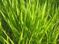 Sementes de Capim Decumbens - (Brachiaria Decumbens Basilisk) - Sacas de 10KG Peletizadas