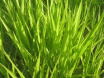 Sementes de Capim Decumbens - (Brachiaria Decumbens Basilisk) - Sacas de 10KG Peletizadas