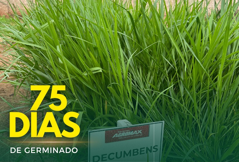 Sementes de Capim Decumbens - (Brachiaria Decumbens Basilisk) - Sacas de 10KG Peletizadas