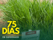 Sementes de Capim Decumbens - (Brachiaria Decumbens Basilisk) - Sacas de 10KG Peletizadas