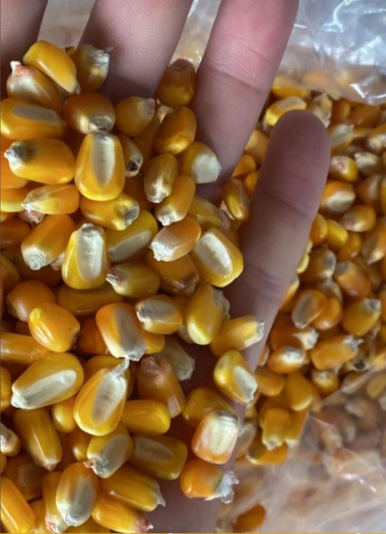 Milho em Gros Safra Nova,Quirela de Milho(xrem,Fubazo)Farelo de Soja Direto do Produtor