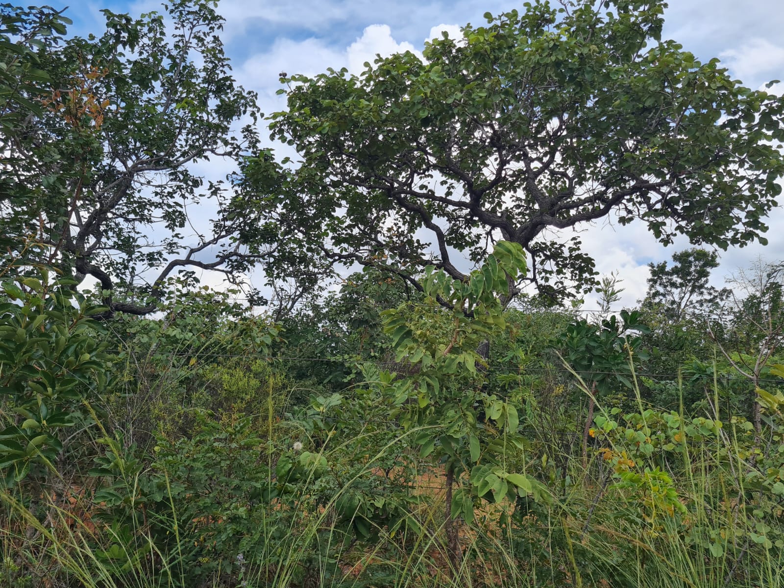 Oportunidade Única: Terreno Para Chácara em Luislândia/Brasília de Minas!!!