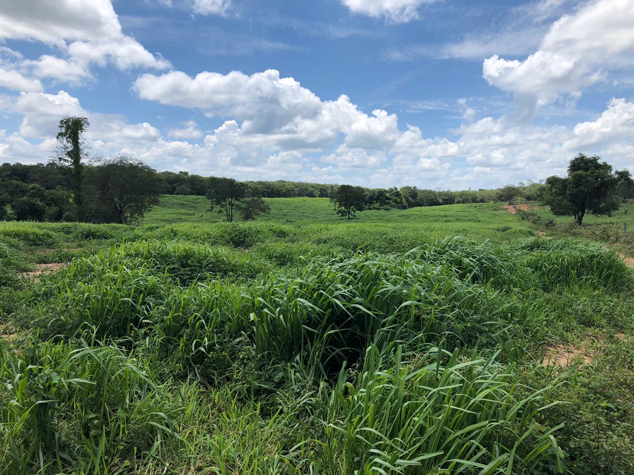 Fazenda à Venda - São Francisco/MG - Grande Oportunidade! 1.123 hectares