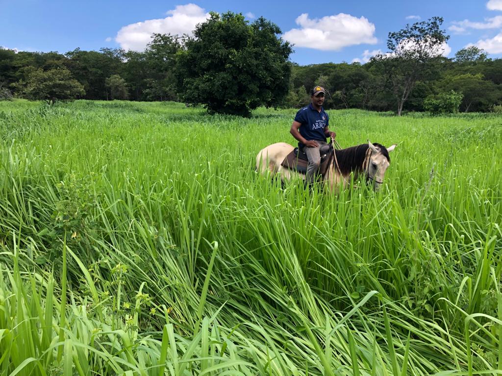 Fazenda à Venda - São Francisco/MG - Grande Oportunidade! 1.123 hectares