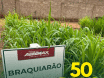 Sementes de Capim Braquiarão - (Brachiaria Brizantha Marandu) - Sacas de 10KG Peletizadas