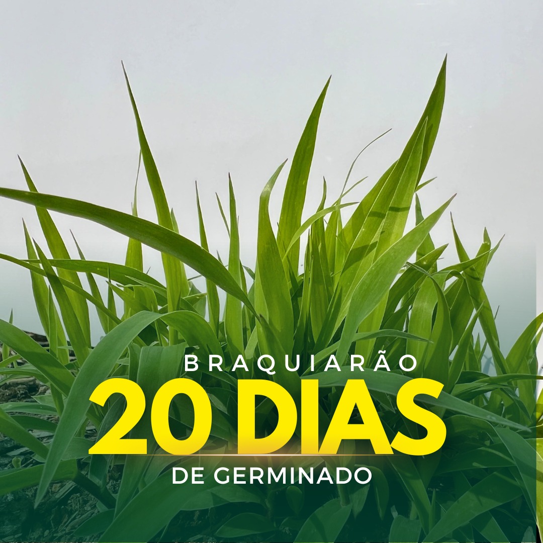 Sementes de Capim Braquiarão - (Brachiaria Brizantha Marandu) - Sacas de 10KG Peletizadas