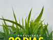 Sementes de Capim Braquiarão - (Brachiaria Brizantha Marandu) - Sacas de 10KG Peletizadas