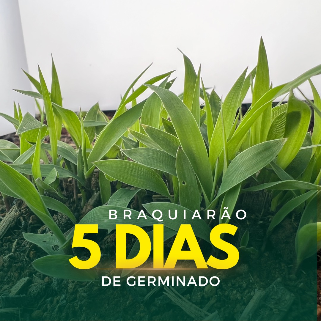 Sementes de Capim Braquiarão - (Brachiaria Brizantha Marandu) - Sacas de 10KG Peletizadas