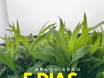 Sementes de Capim Braquiarão - (Brachiaria Brizantha Marandu) - Sacas de 10KG Peletizadas