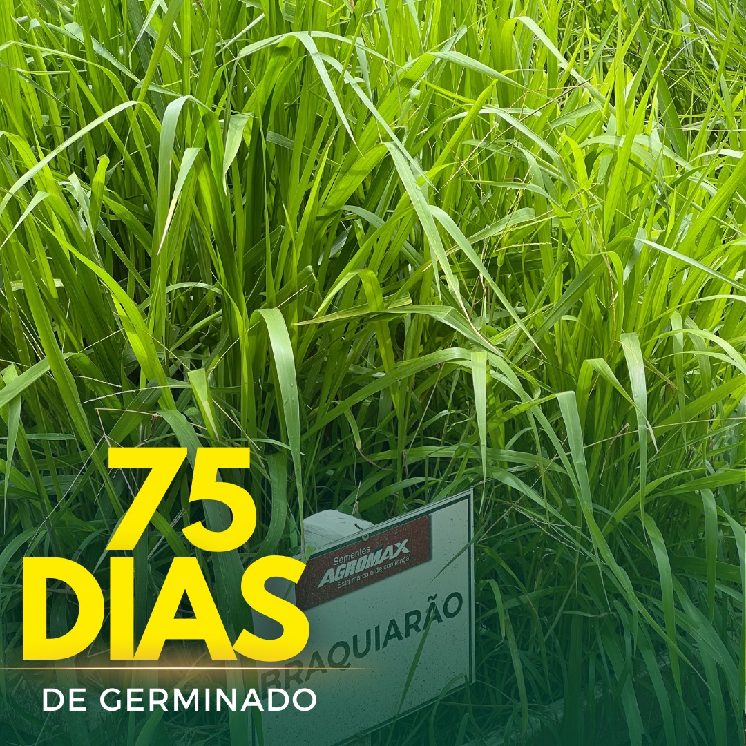 Sementes de Capim Braquiarão - (Brachiaria Brizantha Marandu) - Sacas de 10KG Peletizadas