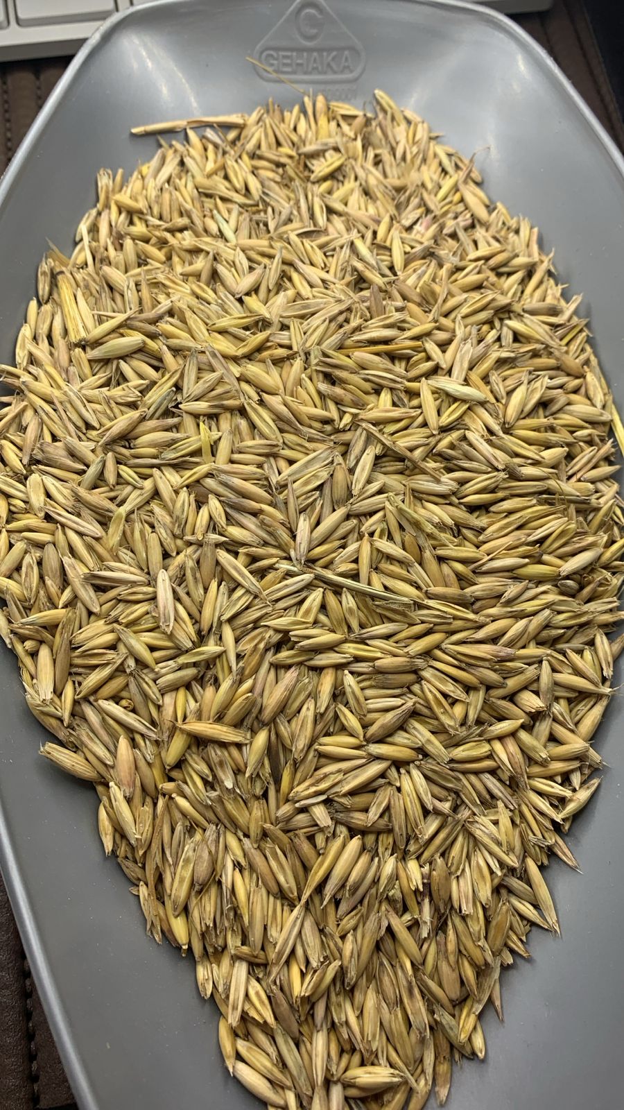 Aveia Branca