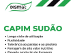 Capim Sudão