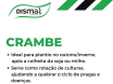 Crambe