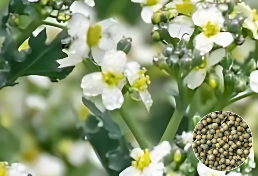 Crambe