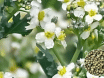 Crambe