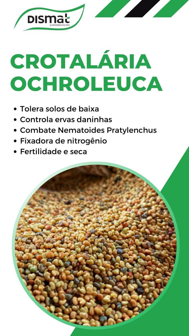 Crotalária Ochroleuca