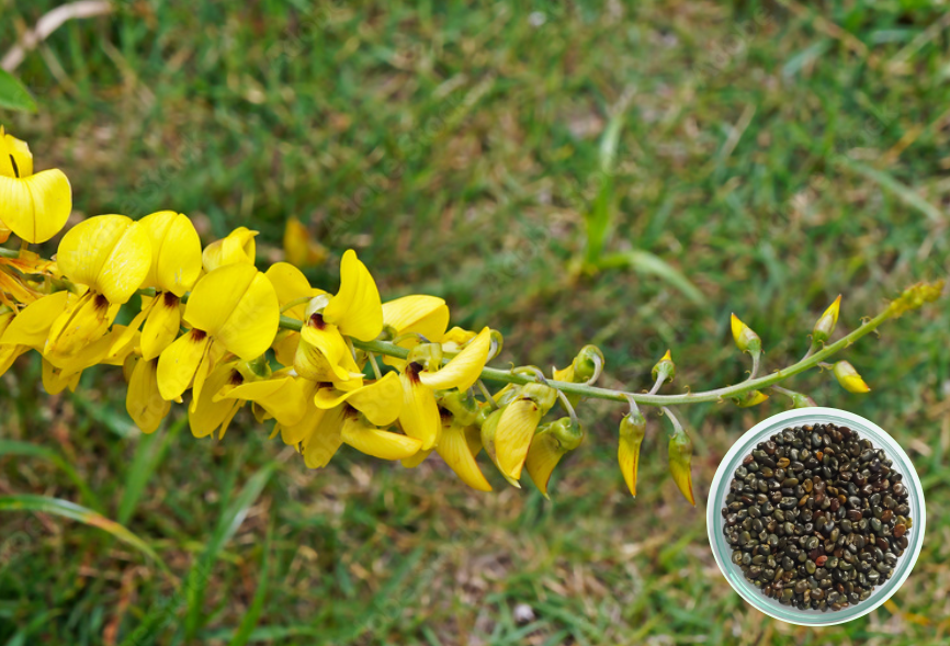 Crotalria Spectabilis