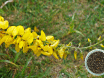 Crotalária Spectabilis