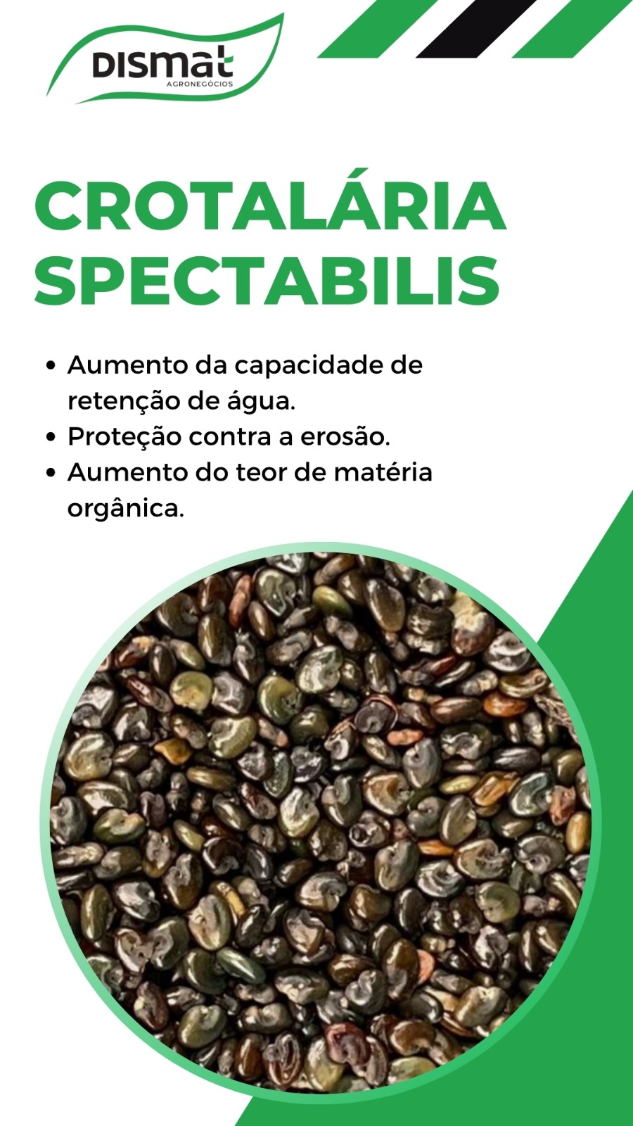 Crotalária Spectabilis