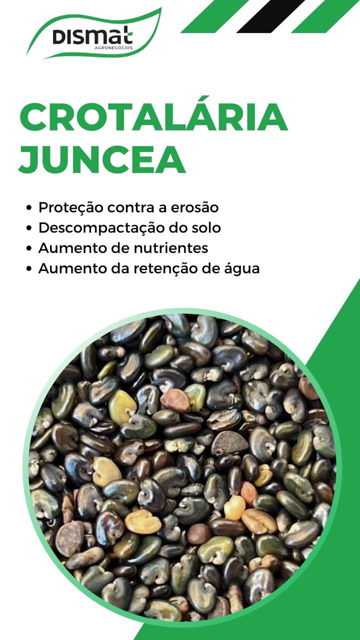 Crotalária Juncea