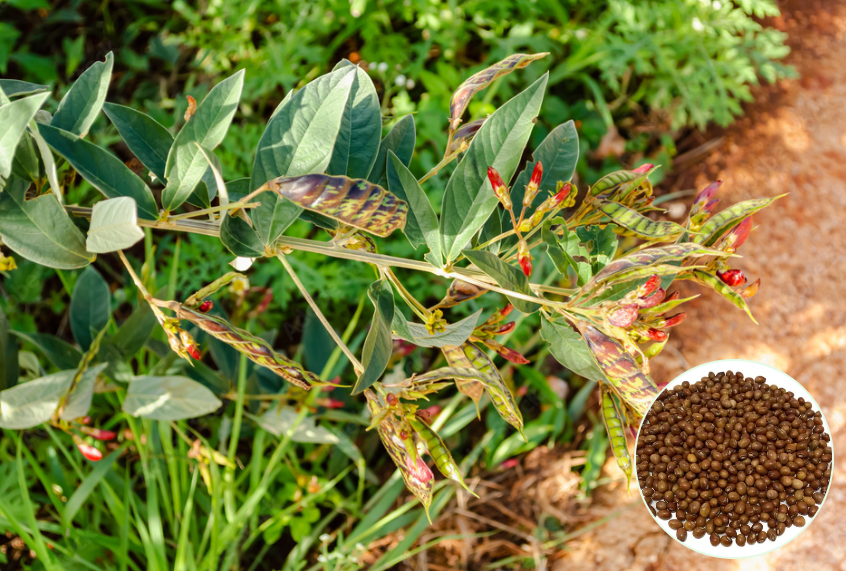 Feijo Guandu
