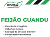 Feijão Guandu