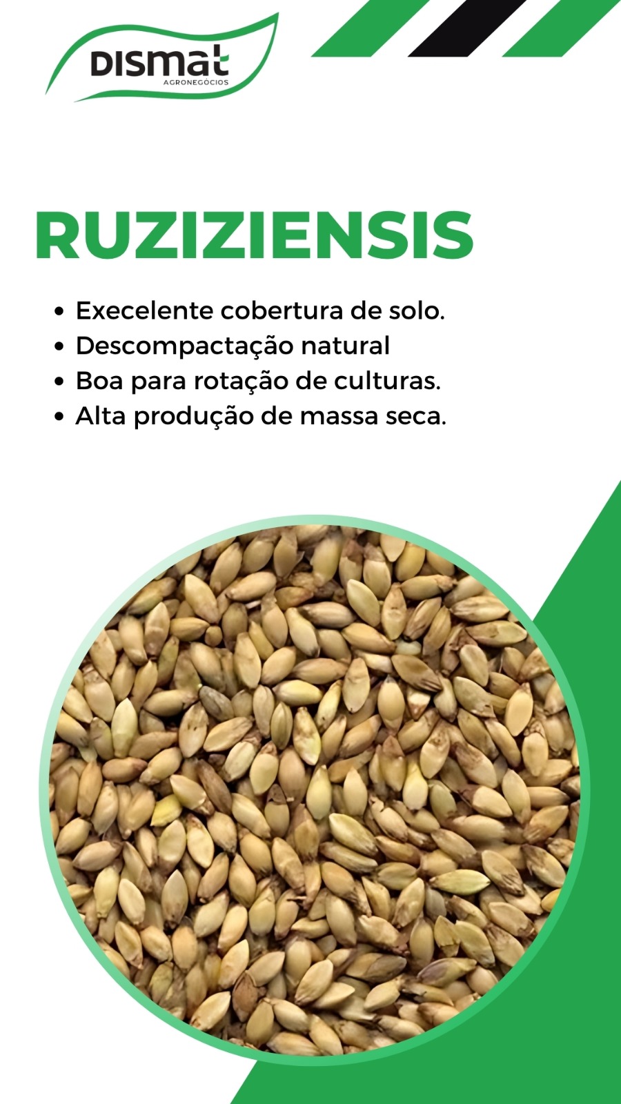 Ruziziensis
