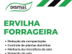 Ervilha Forrageira