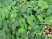 Mucuna Cinza