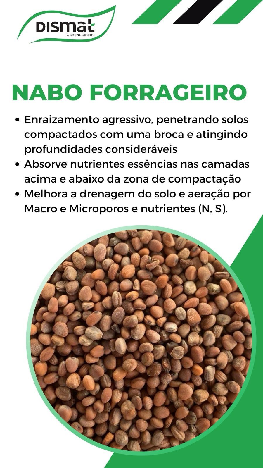Nabo Forrageiro