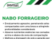 Nabo Forrageiro