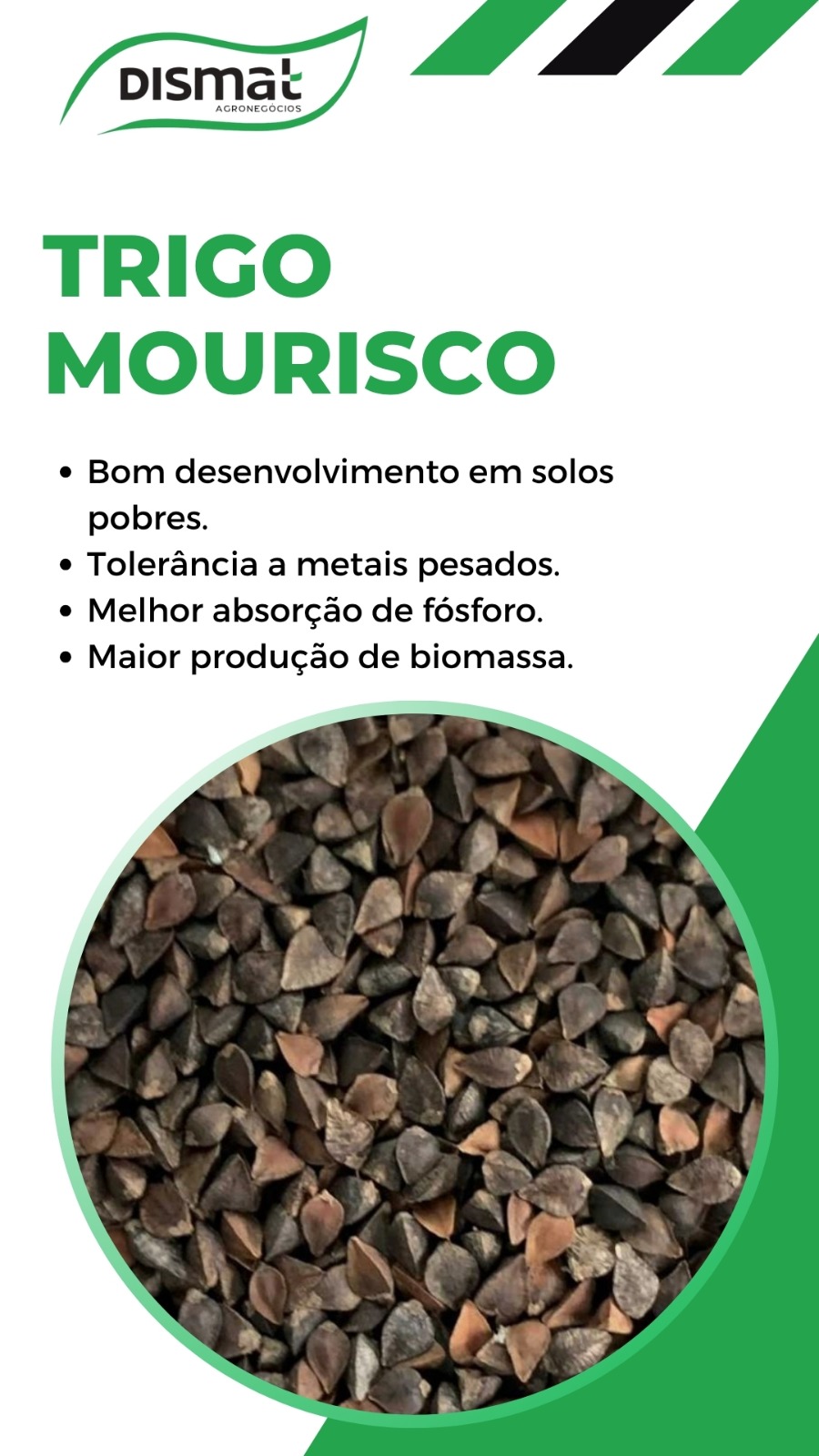 Trigo Mourisco
